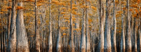 Autumn's Wading Forest