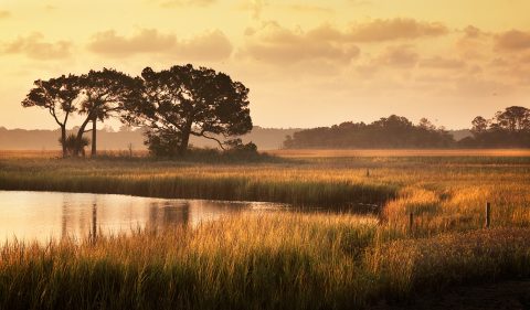 Gilded Grasses of Dusk