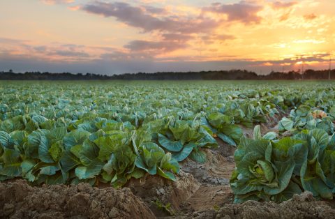 Looming Light upon the Crop