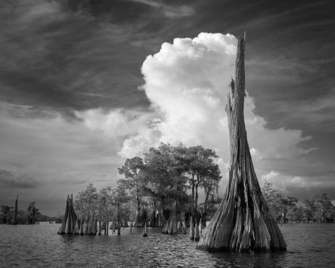 Monochrome Cypress Surge