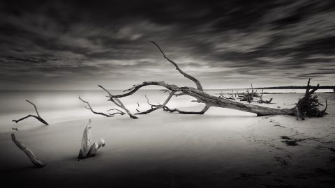 Monochrome Dreamscape