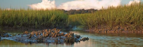 Oysters in the Grass