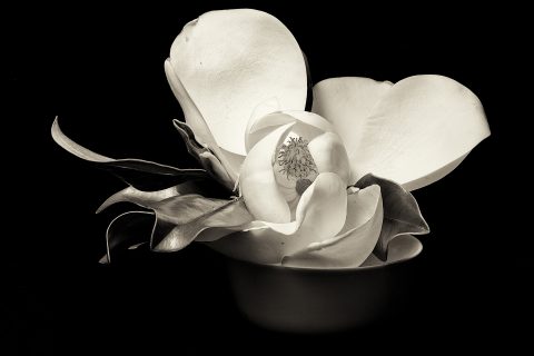 Petals of Porcelain
