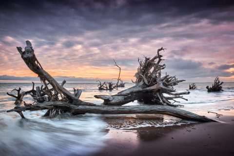 Skeletal Remains of the Sunset