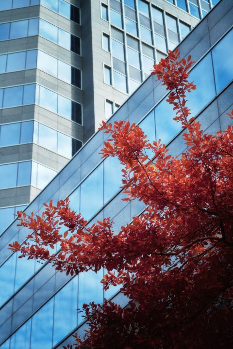 The Autumnal Glass Reflection