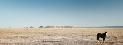 The Solitary Wanderer