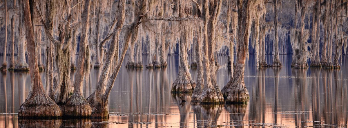 A Forest Drowned in Stillness