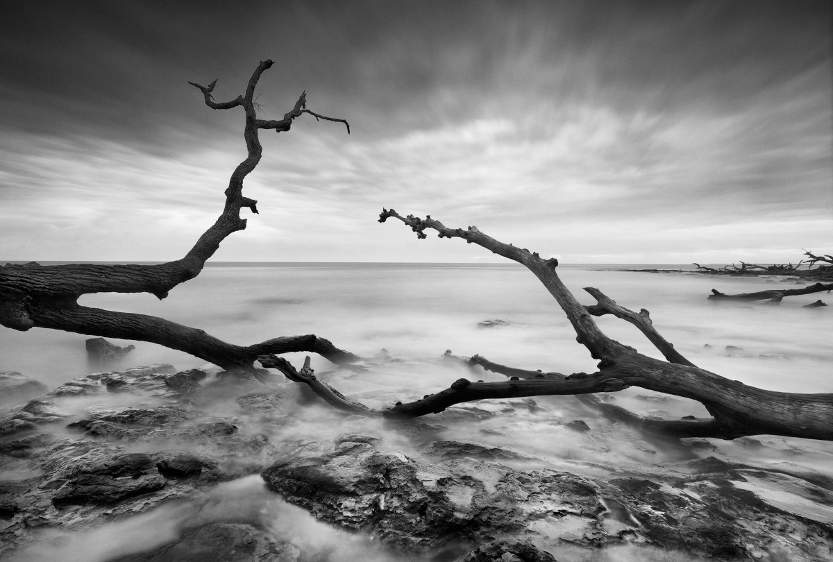 Bones of a Distant Shore