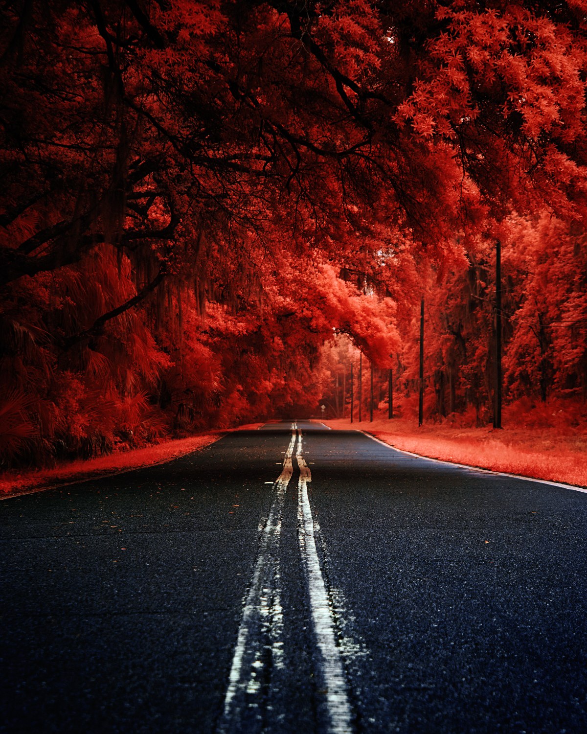 Crimson Forest Veins