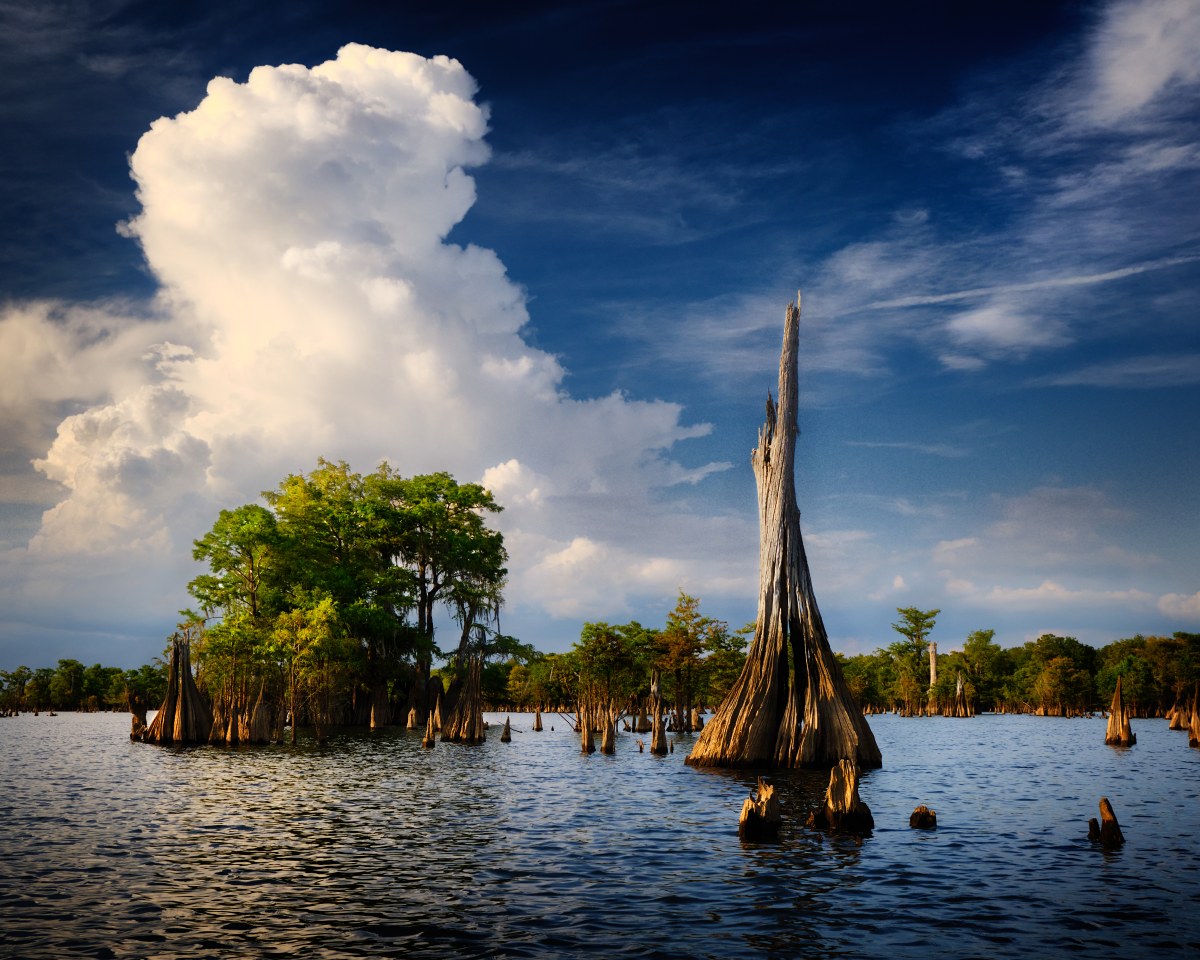 Cypress Cathedral Skies