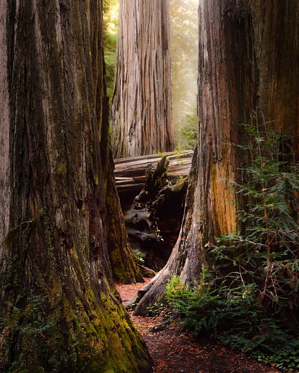 Gateway to the Giants