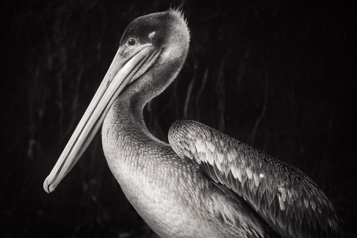 Statuesque Vigil in Grey