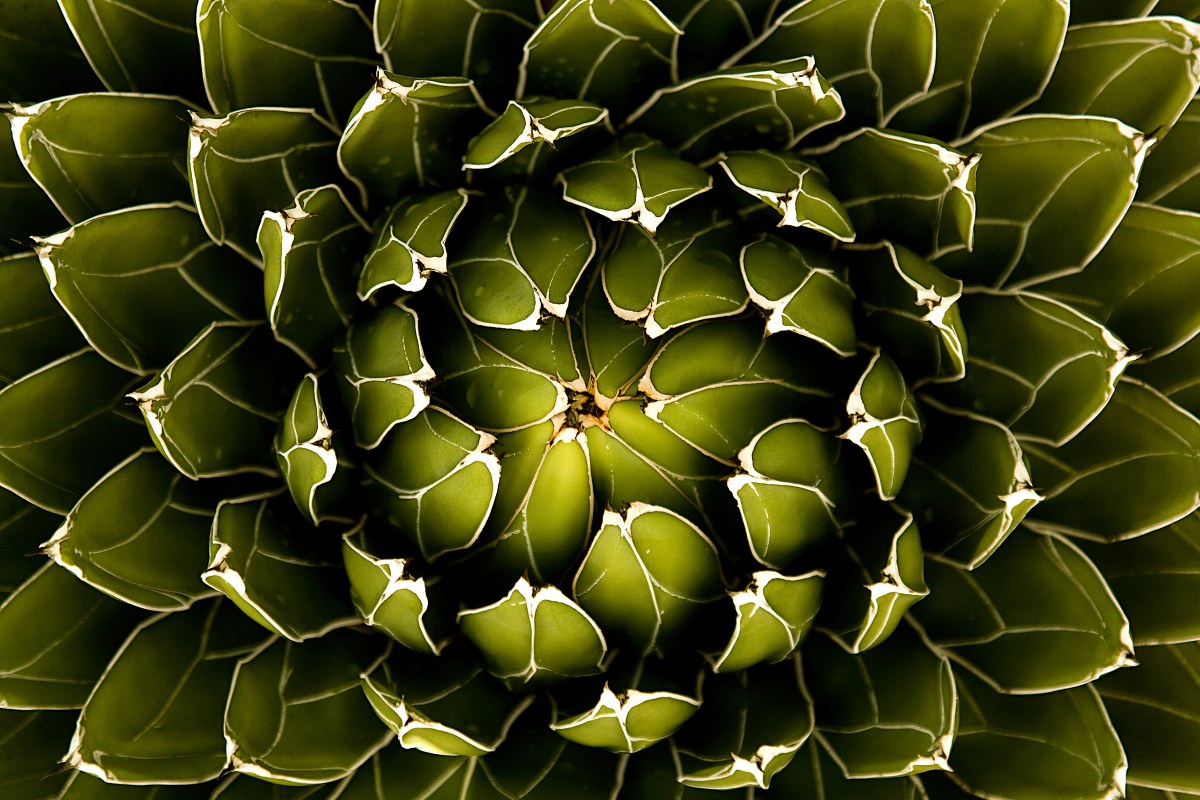 Spiral of the Desert