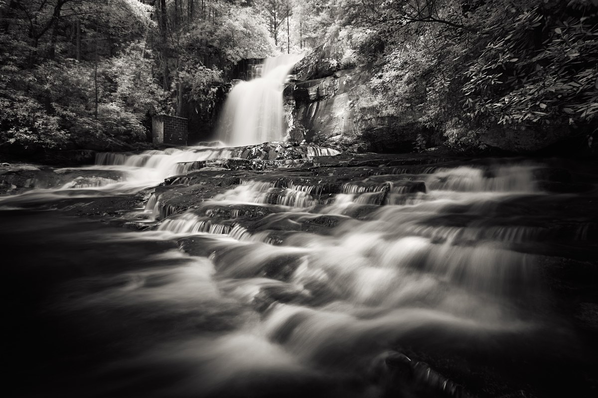 The Forest’s Veiled Song