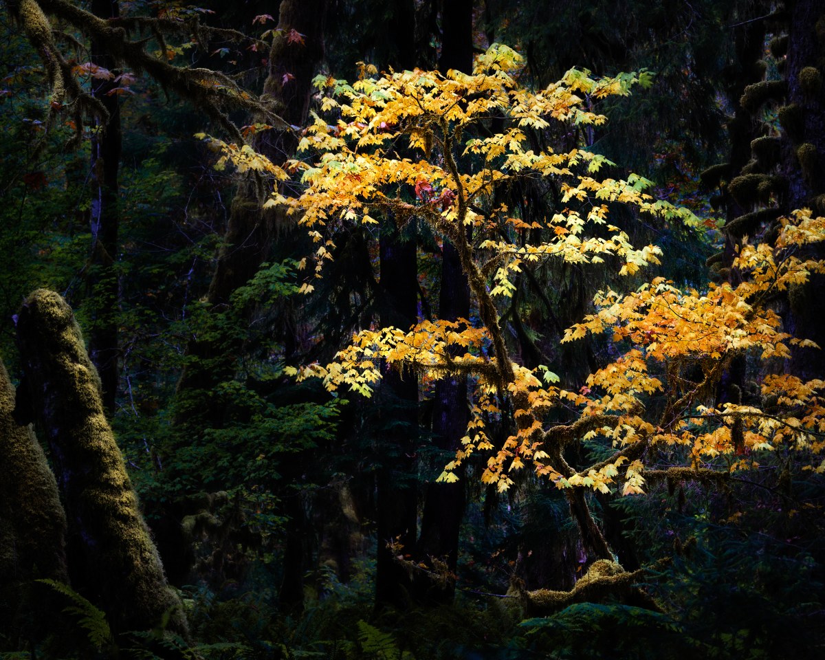 The Golden Luminary of the Deep