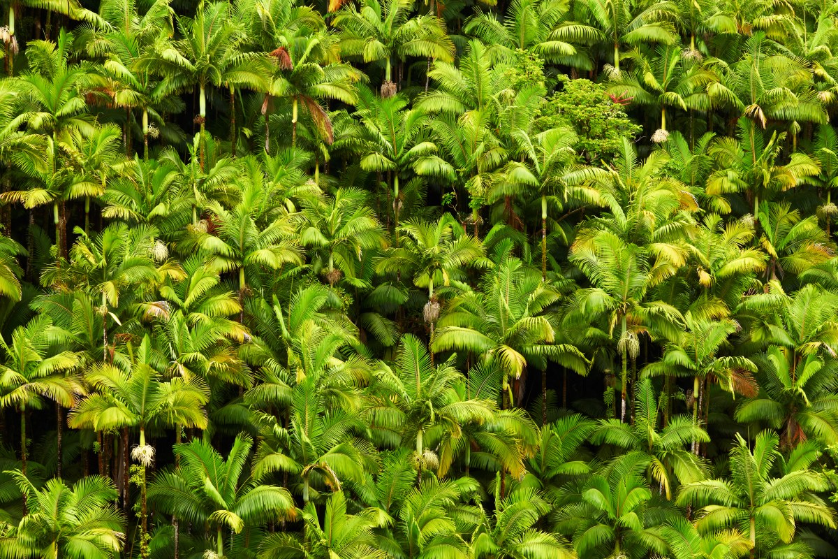 The Infinite Green Pattern