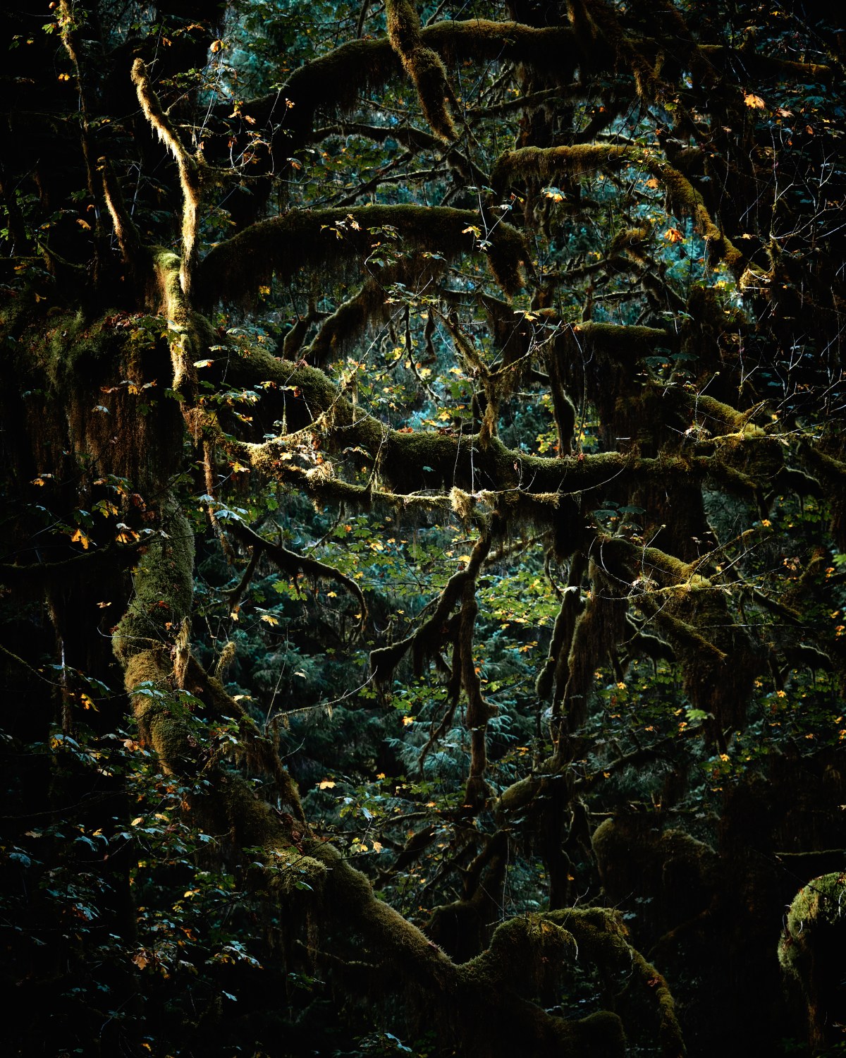 The Labyrinth of the Ancient Ones