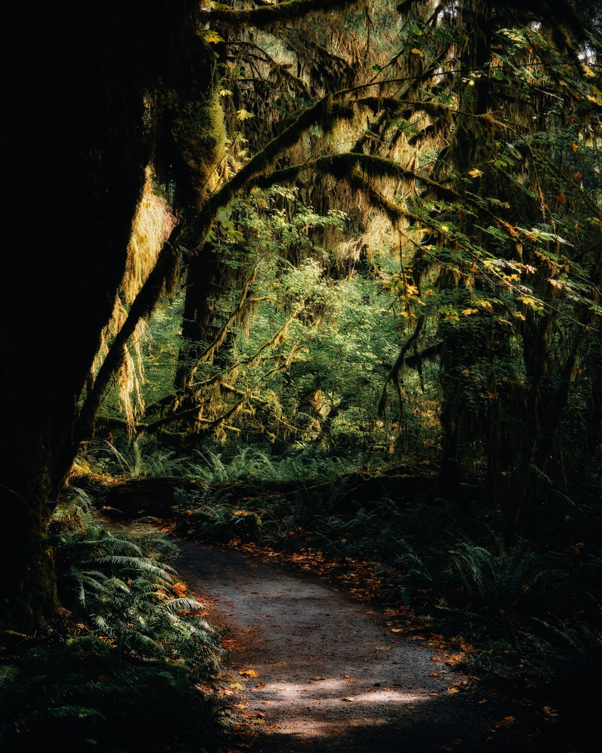 The Path Through the Emerald Deep