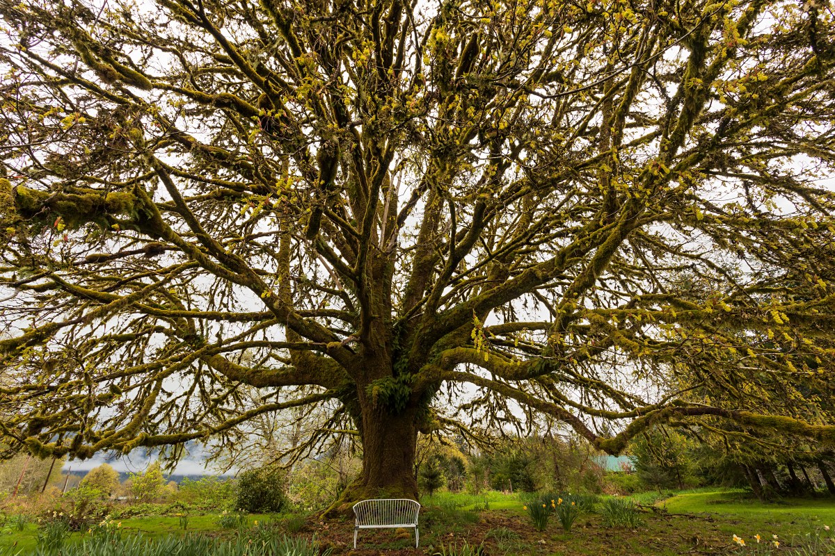The Sentinel's Solitary Rest