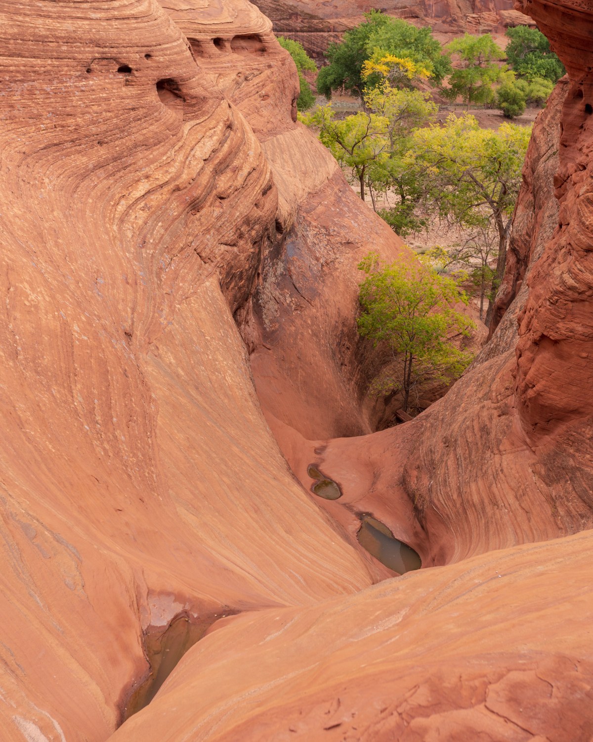 The Serpent’s Path of Stone