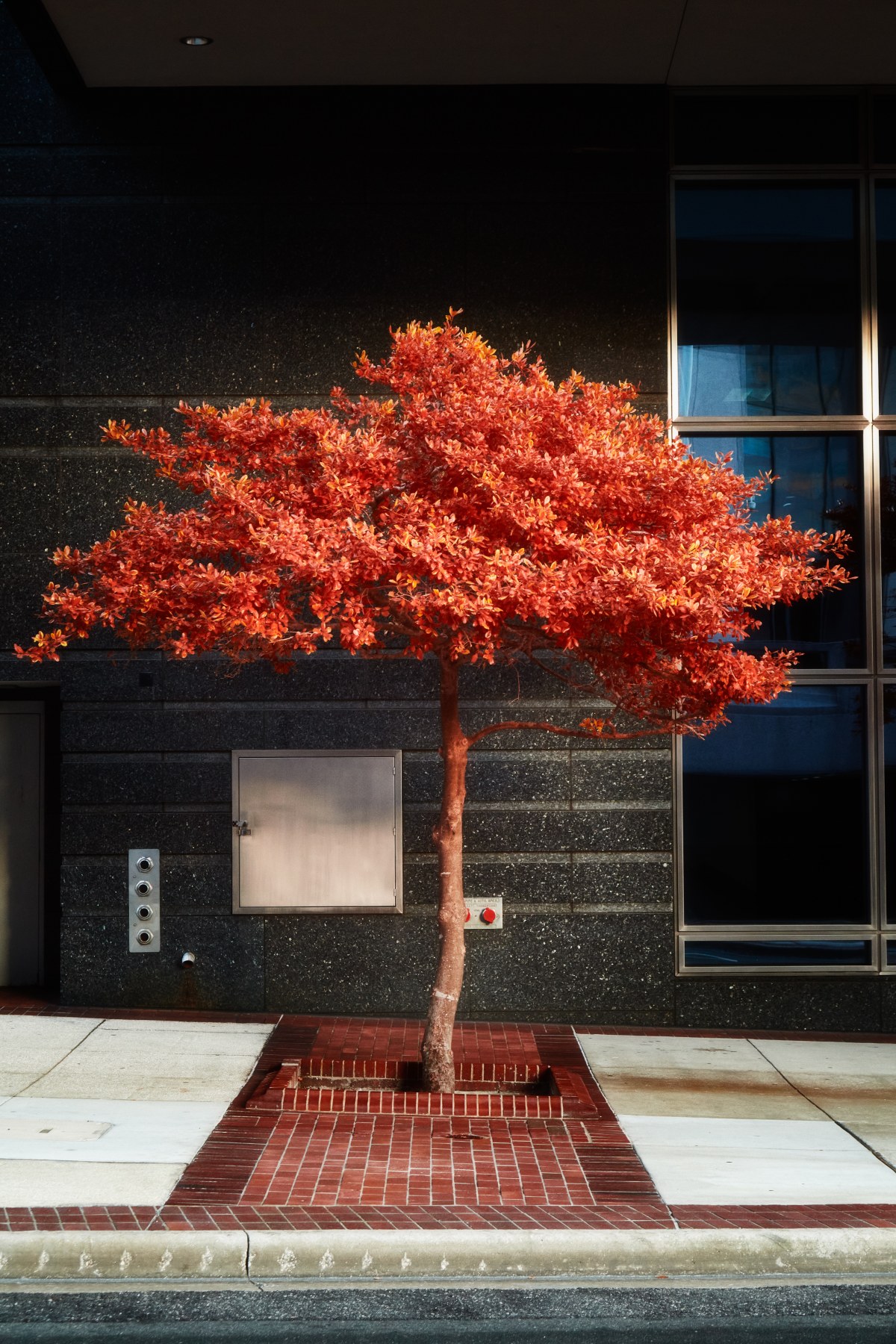 The Singular Flame in Concrete