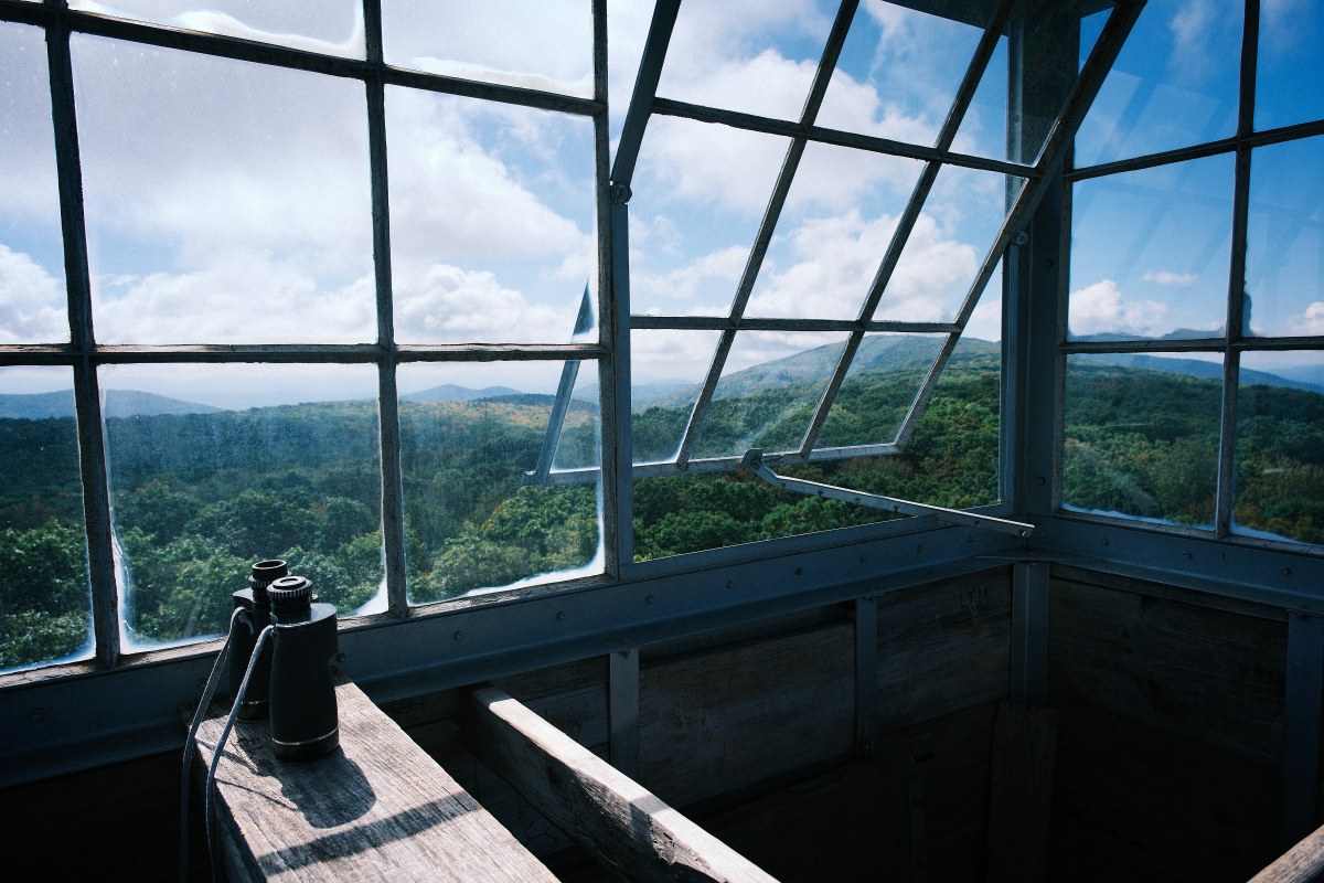 The Unblinking Eye of the Forest