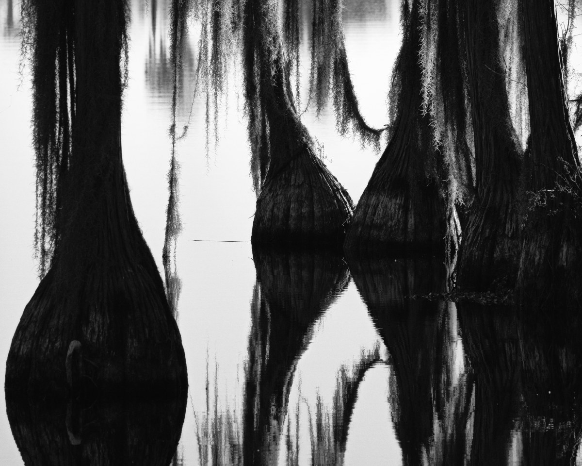 Veils of the Bayou