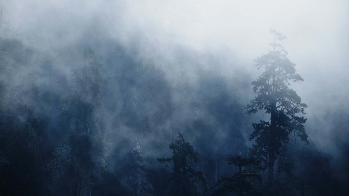 Veils of the Whispering Forest