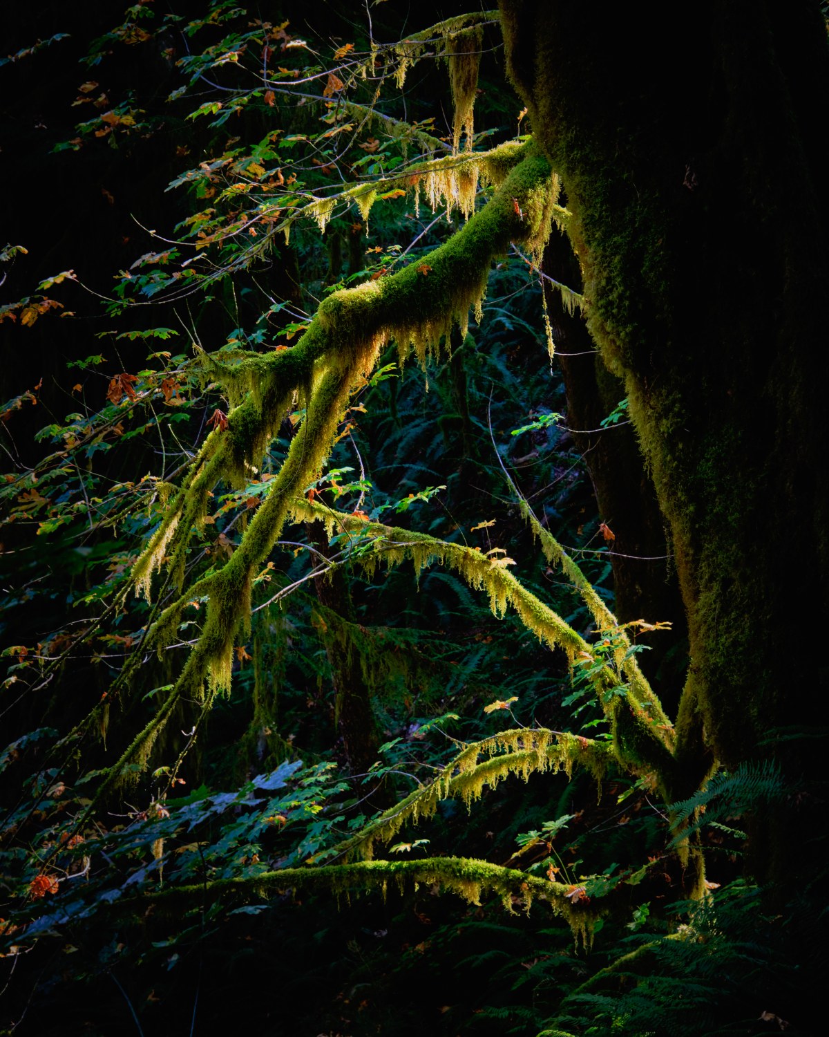 Verdant Veils in Suspended Time