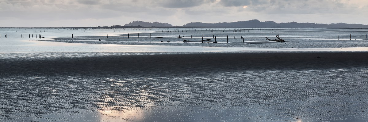 Whispers of the Receding Tide