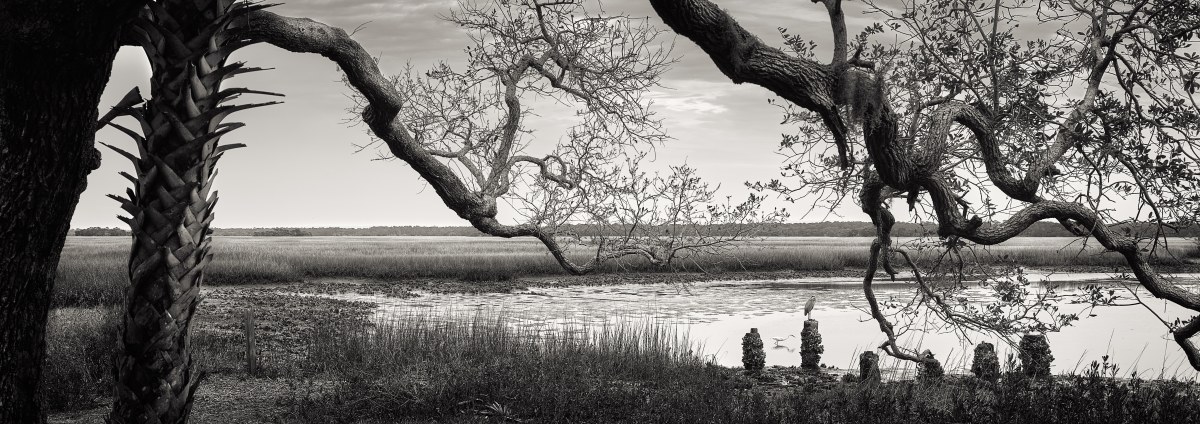 Woven Limbs over Water