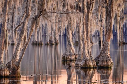 A Forest Drowned in Stillness