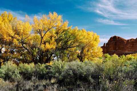 Autumn Gold Beneath the Red Rock