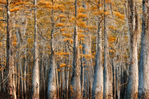 Autumn's Wading Forest