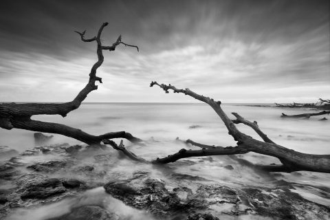 Bones of a Distant Shore