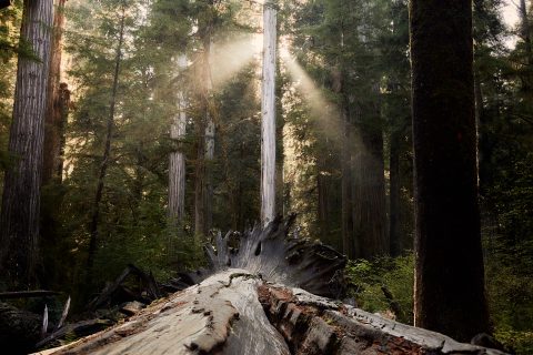 Cathedral of the Fallen Giant