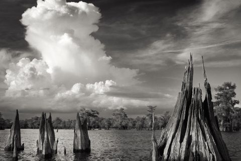 Cypress Grove Monologue