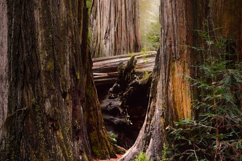 Gateway to the Giants