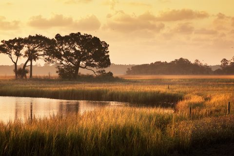Gilded Grasses of Dusk