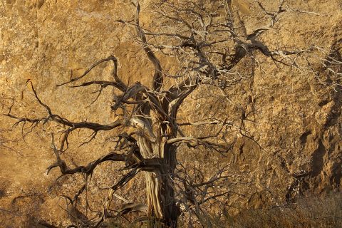 Gnarled Witness to the Sun