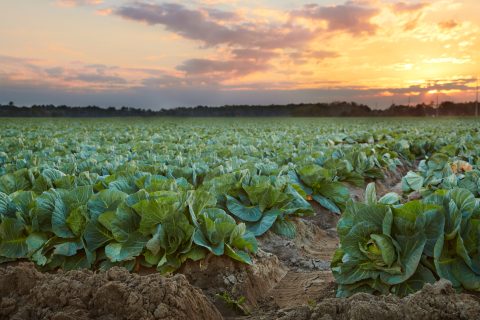 Looming Light upon the Crop