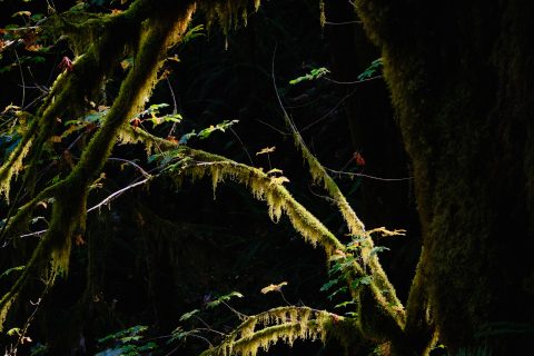 Luminous Fingers of the Deep