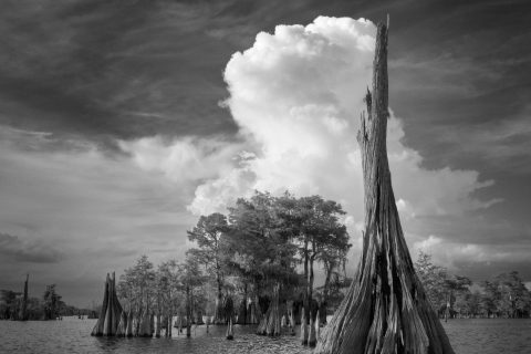 Monochrome Cypress Surge