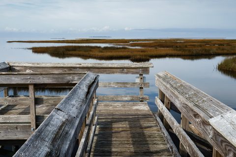 Pathway to the Marsh
