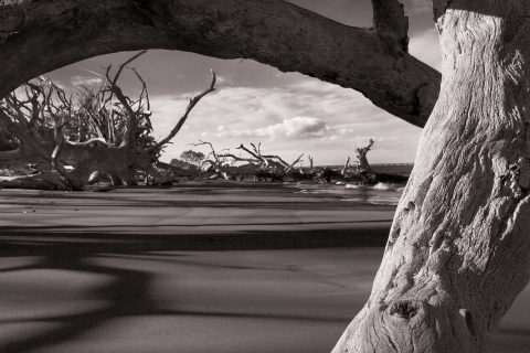 Remnants of the Shoreline