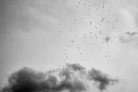 Skyward Migration