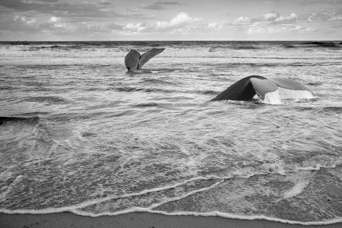 Symphony of the Deep