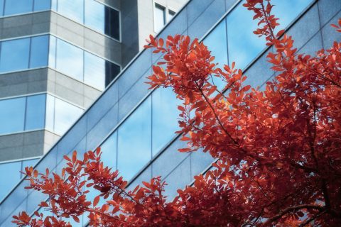 The Autumnal Glass Reflection