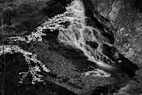 The Cascade's Vortex