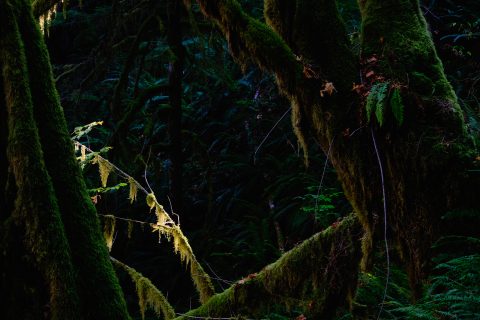 The Cloister of Green Silence